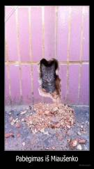 Pabėgimas iš Miaušenko - 