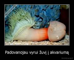 Padovanojau vyrui žuvį į akvariumą - 