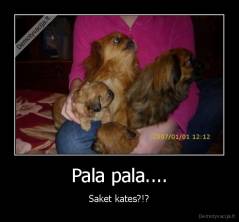 Pala pala.... - Saket kates?!?