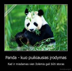 Panda - kuo puikiausias įrodymas - Kad ir misdamas vien žolėmis gali būti storas