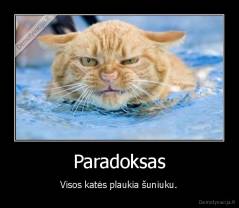 Paradoksas - Visos katės plaukia šuniuku.