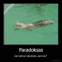 Paradoksas - visi katinai plaukioja „šuniuku“