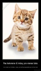 Pas kekviena iš mūsų yra vienas toks -  kuris matė mus 4 atvejais : girtas, verkiančias,nepasidažiusias.-tai mano katė