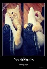 Pats didžiausias - katino priešas