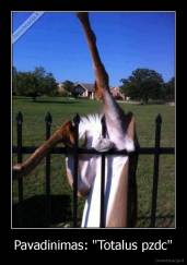 Pavadinimas: "Totalus pzdc" - 