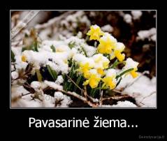 Pavasarinė žiema... - 
