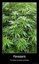 Pavasaris - Tai laikas kai gėlės pražysta