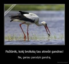 Pažiūrėk, kokį broliuką tau atnešė gandras! - Ne, geriau parodyk gandrą.