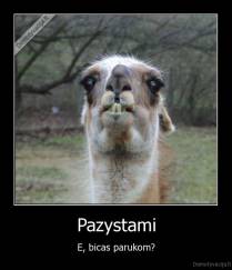 Pazystami - E, bicas parukom?