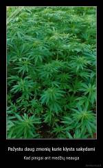 Pažystu daug zmonių kurie klysta sakydami - Kad pinigai ant medžių neauga