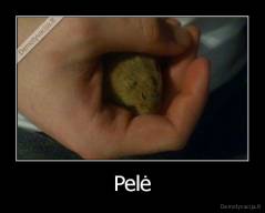 Pelė - 