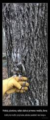 Pelėdų plunksnų raštai dažnai primena medžių žievę - todėl prie medžio prigulusias pelėdas pastebėti nėra lengva