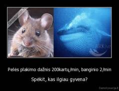 Pelės plakimo dažnis 200kartų/min, banginio 2/min - Spėkit, kas ilgiau gyvena?