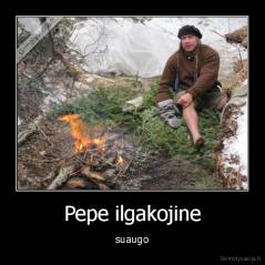 Pepe ilgakojine - suaugo