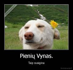 Pienių Vynas. - Taip svaigina