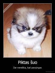 Piktas šuo - Dar nereiškia, kad pavojingas