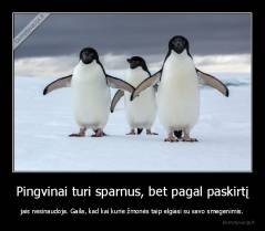 Pingvinai turi sparnus, bet pagal paskirtį - jais nesinaudoja. Gaila, kad kai kurie žmonės taip elgiasi su savo smegenimis.