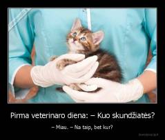 Pirma veterinaro diena: – Kuo skundžiatės? - – Miau. – Na taip, bet kur?