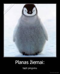 Planas žiemai: - tapti pingvinu