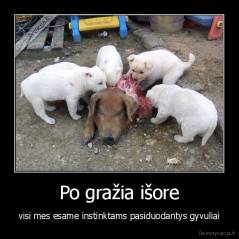 Po gražia išore - visi mes esame instinktams pasiduodantys gyvuliai