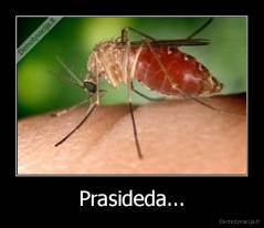 Prasideda... - 