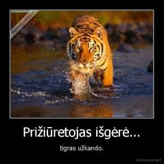 Prižiūretojas išgėrė... - tigras užkando.