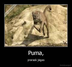 Puma, - prarask jėgas