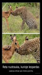 Reta nuotrauka, kurioje leopardas - pasakoja antilopei apie mitybos grandinę