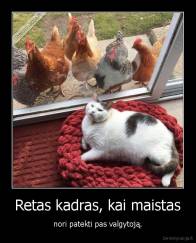 Retas kadras, kai maistas - nori patekti pas valgytoją.