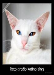 Reto grožio katino akys - 