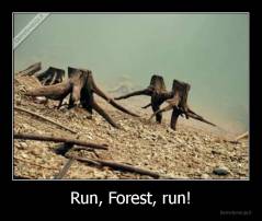 Run, Forest, run! - 