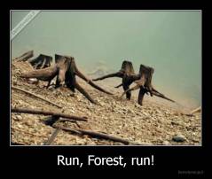 Run, Forest, run! - 