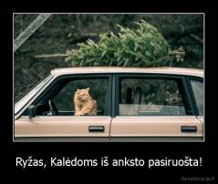 Ryžas, Kalėdoms iš anksto pasiruošta! - 