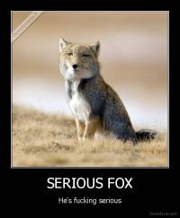SERIOUS FOX - He's fucking serious