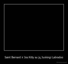 Saint Bernard ir Jos Kitty su jų Juokingi Labradoo - 