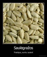 Saulėgražos - Pradėjus, sunku sustoti