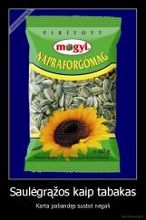 Saulėgrąžos kaip tabakas - Karta pabandęs sustot negali