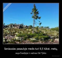 Seniausias pasaulyje medis turi 9,5 tūkst. metų, - auga Švedijoje ir vadinas Old Tjikko