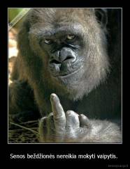 Senos beždžionės nereikia mokyti vaipytis.  - 