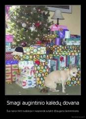 Smagi augintinio kalėdų dovana - Šuo nenori likti nuošalyje ir nesprendė suteikti džiaugsmo šeimininkams