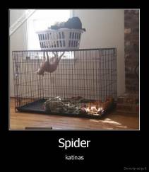 Spider - katinas