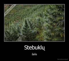 Stebuklų - šalis