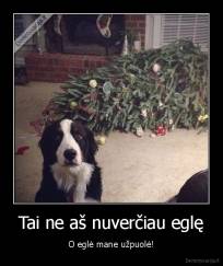 Tai ne aš nuverčiau eglę - O eglė mane užpuolė!