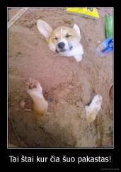 Tai štai kur čia šuo pakastas! - 