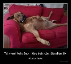 Tai vienintelis šuo mūsų šeimoje, šiandien tik - 9 kartas lauke