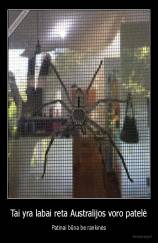 Tai yra labai reta Australijos voro patelė - Patinai būna be rankinės
