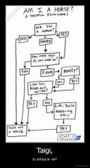 Taigi, - tu arklys ar ne?