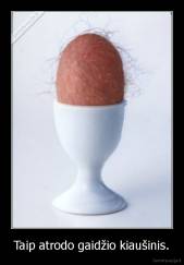 Taip atrodo gaidžio kiaušinis. - 
