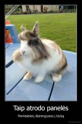 Taip atrodo panelės - Penktadienį išsirengusios į klubą