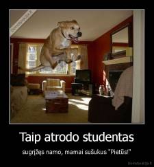 Taip atrodo studentas - sugrįžęs namo, mamai sušukus "Pietūs!"